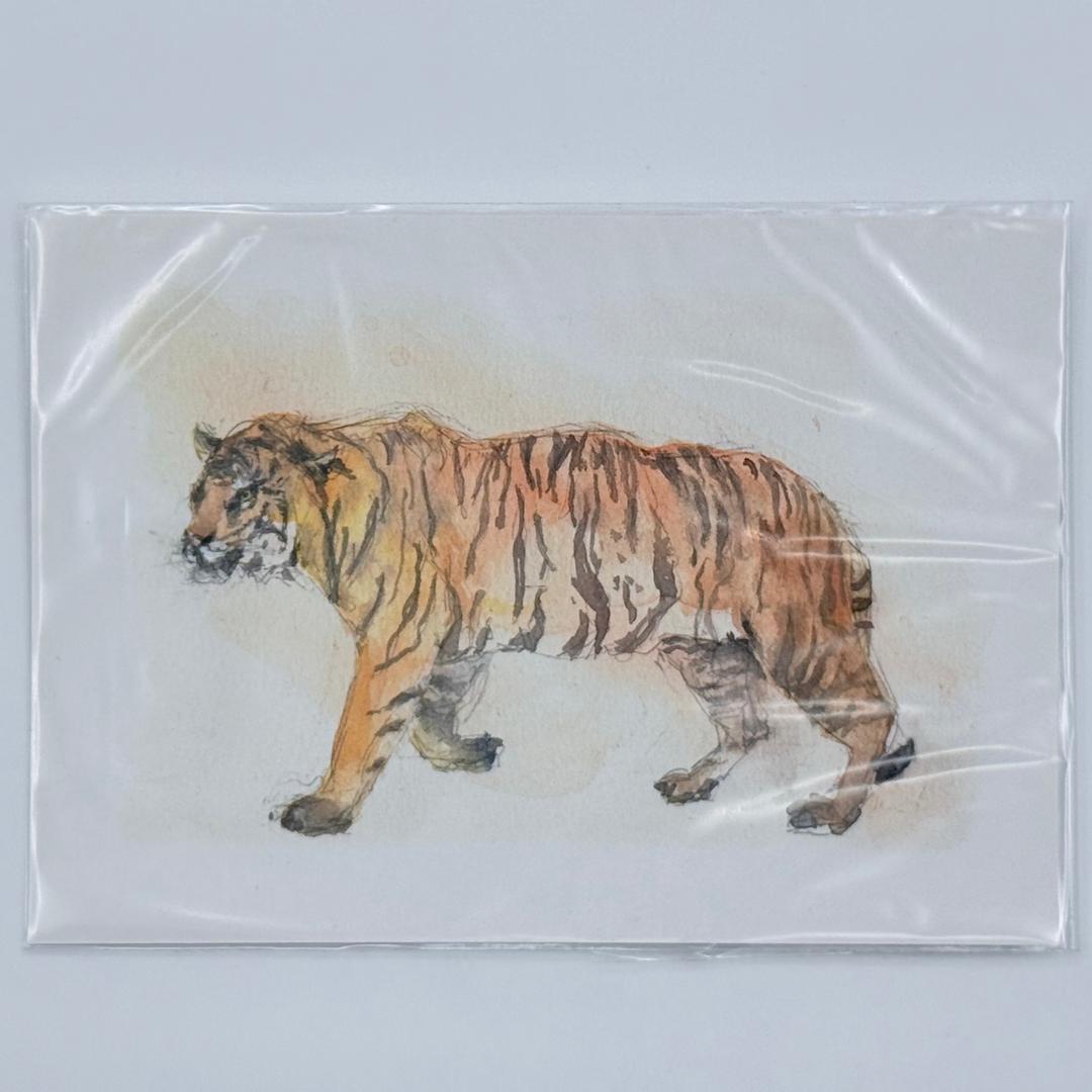 Почтовая открытка "Амурский тигр" - photo 1